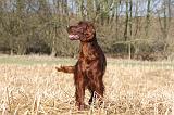 SETTER IRLANDAIS 396